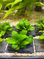 Anubias nana bonsai, Ophalen of Verzenden, Zo goed als nieuw, Plant(en), Steen of Hout