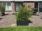 Fargesia Robusta Formidable ( niet woekerende bamboe!!! ), Volle zon, Vaste plant, Bloeit niet, Ophalen