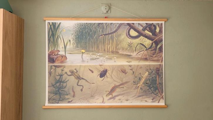 Schoolplaat met o.a. waterbeestjes, Antiek en Kunst, Antiek | Schoolplaten, Natuur en Biologie, Ophalen