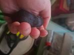 Baby Gerbil's, Dieren en Toebehoren, Knaagdieren, Mei, Meerdere dieren, Overige typen