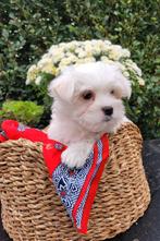 Leuke maltezer pups te koop!, Dieren en Toebehoren, Honden | Chihuahua's en Gezelschapshonden, Maltezer, CDV (hondenziekte), 8 tot 15 weken