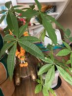 Mooie kamerplant met grote bladeren, Ophalen, Overige soorten, Halfschaduw, In pot