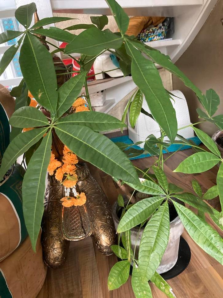 Mooie kamerplant met grote bladeren, Huis en Inrichting, Kamerplanten, Overige soorten, Minder dan 100 cm, Groene kamerplant, Halfschaduw