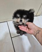 Pomeriaan, 8 tot 15 weken, Teef, Eén hond, Nederland