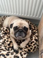 Mops hond, 6 jaar of ouder, Rabiës (hondsdolheid), Overige rassen, Teef