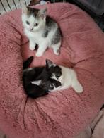 2 Britse korthaar kittens/kruising.  8 weken oud., Dieren en Toebehoren, Katten en Kittens | Overige Katten, Poes