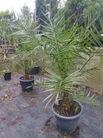 Canariënsis palmen Fortunei palmen apenbomen Eucalyptus etc, Tuin en Terras, Planten | Bomen, Minder dan 100 cm, Zomer, Overige soorten