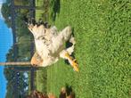 Brahma haan hanen haantjes, Dieren en Toebehoren, Pluimvee, Mannelijk, Kip