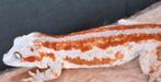 Nakweek redstripe gargoyle gekko high red, Dieren en Toebehoren, Reptielen en Amfibieën, Hagedis, 0 tot 2 jaar