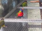 Lori van de blauwe bergen., Dieren en Toebehoren, Vogels | Parkieten en Papegaaien, Vrouwelijk, Papegaai, Geringd