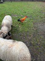 Hanen groot, Dieren en Toebehoren, Pluimvee, Mannelijk, Kip