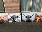 Schotse hooglanders ! Ze zijn er weer! Xl €15,-, Ophalen, Zo goed als nieuw