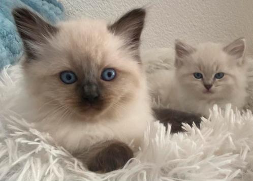 Prachtige Ragdoll kittens, Dieren en Toebehoren, Katten en Kittens | Raskatten | Langhaar, Meerdere dieren, 0 tot 2 jaar, Ontwormd
