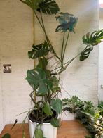 Grote Gatenplant monstera, Ophalen, Overige soorten