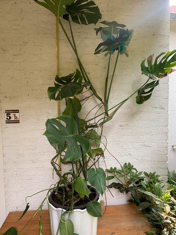 Grote Gatenplant monstera beschikbaar voor biedingen