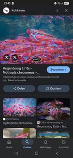 Regenboog elrits gezocht (Noord-Brabant), Dieren en Toebehoren, Vissen | Vijvervissen