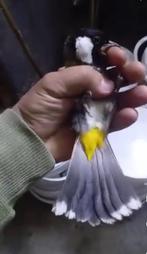 BuulBuul 3 koppels tekoop, Meerdere dieren