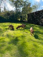 Mooie vizsla pups (reutjes), Dieren en Toebehoren, Overige rassen, CDV (hondenziekte), 8 tot 15 weken, Meerdere