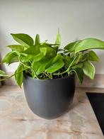 Grote pot met hangplant, Ophalen, Overige soorten, Minder dan 100 cm