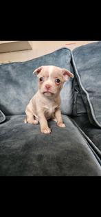 Prachtige chihuahua pups, Dieren en Toebehoren, 8 tot 15 weken, Meerdere, Meerdere dieren, Chihuahua