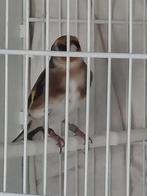 Parva putter man, Dieren en Toebehoren