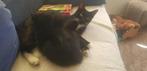 Kittens, Dieren en Toebehoren, Geslacht onbekend, Kortharig, 0 tot 2 jaar