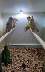 Roseicollis 2025, Dieren en Toebehoren, Vogels | Parkieten en Papegaaien, Geslacht onbekend, Dwergpapegaai of Agapornis, Geringd