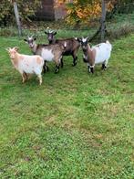 Dwerggeiten, Dieren en Toebehoren, Schapen, Geiten en Varkens, Meerdere dieren, Geit