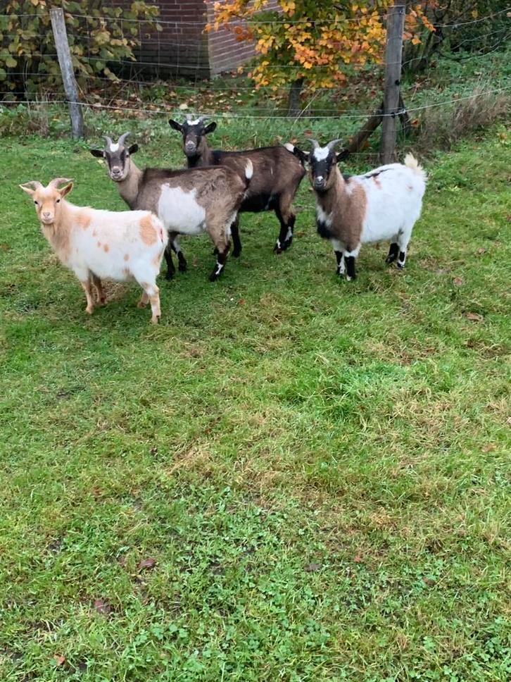 Dwerggeiten, Dieren en Toebehoren, Schapen, Geiten en Varkens, Geit, Meerdere dieren