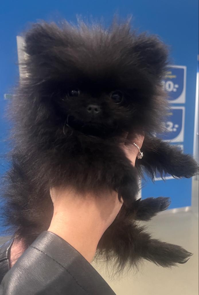 Origineel(BearFace)Wit Rusland Dwerg Pomeriaan pup 12 weken, Dieren en Toebehoren, Honden | Poolhonden, Keeshonden en Oertypen