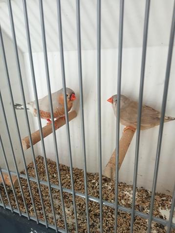 Diverse tt waardige zebravinken xl tot xxl  beschikbaar voor biedingen