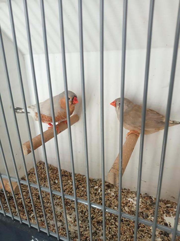 Diverse tt waardige zebravinken xl tot xxl, Dieren en Toebehoren, Vogels | Overige Vogels, Meerdere dieren