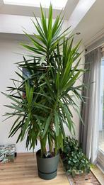 Grote Yucca elephantipes - 2.80 meter, Huis en Inrichting, Kamerplanten, Ophalen, 200 cm of meer, Halfschaduw, In pot