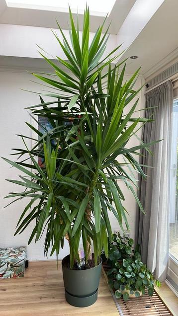 Grote Yucca elephantipes - 2.80 meter beschikbaar voor biedingen