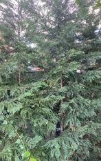 Groene Leiboom, Bloeit niet, Leiboom, 250 tot 400 cm, Ophalen