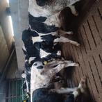 Te koop 40 stieren, Mannelijk