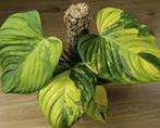 Philodendron fuzzy petiole nangaritense variegata, Ophalen, Overige soorten, Halfschaduw, Minder dan 100 cm