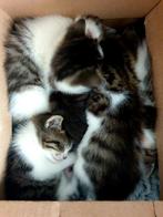 Europees korthaar 5 kittens, Dieren en Toebehoren, Katten en Kittens | Overige Katten, Meerdere dieren