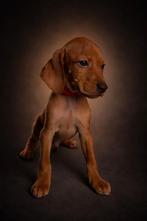 Vizsla pups, Parvo, Overige rassen, 8 tot 15 weken, Meerdere