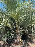 Palmboom Butia Capitata Winterhard, 100 tot 250 cm, Zomer, Palmboom, Ophalen