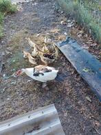 Muskus eenden kuikens, Dieren en Toebehoren, Pluimvee, Meerdere dieren, Eend