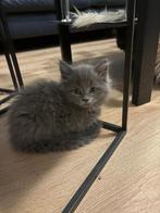 Main coon kittens zoeken gouden mandje, Meerdere dieren, Ontwormd, 0 tot 2 jaar