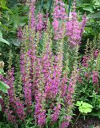 Vaste plant :  Lythrium Salicaria  5 euro, Vaste plant, Halfschaduw, Zomer, Ophalen