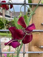 Zaden lathyrus odoratus- siererwt rood, Tuin en Terras, Ophalen of Verzenden, Volle zon