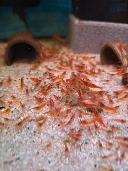Vuurgarnaal, Dieren en Toebehoren, Vissen | Aquariumvissen, Zoetwatervis, Kreeft, Krab of Garnaal, Schoolvis
