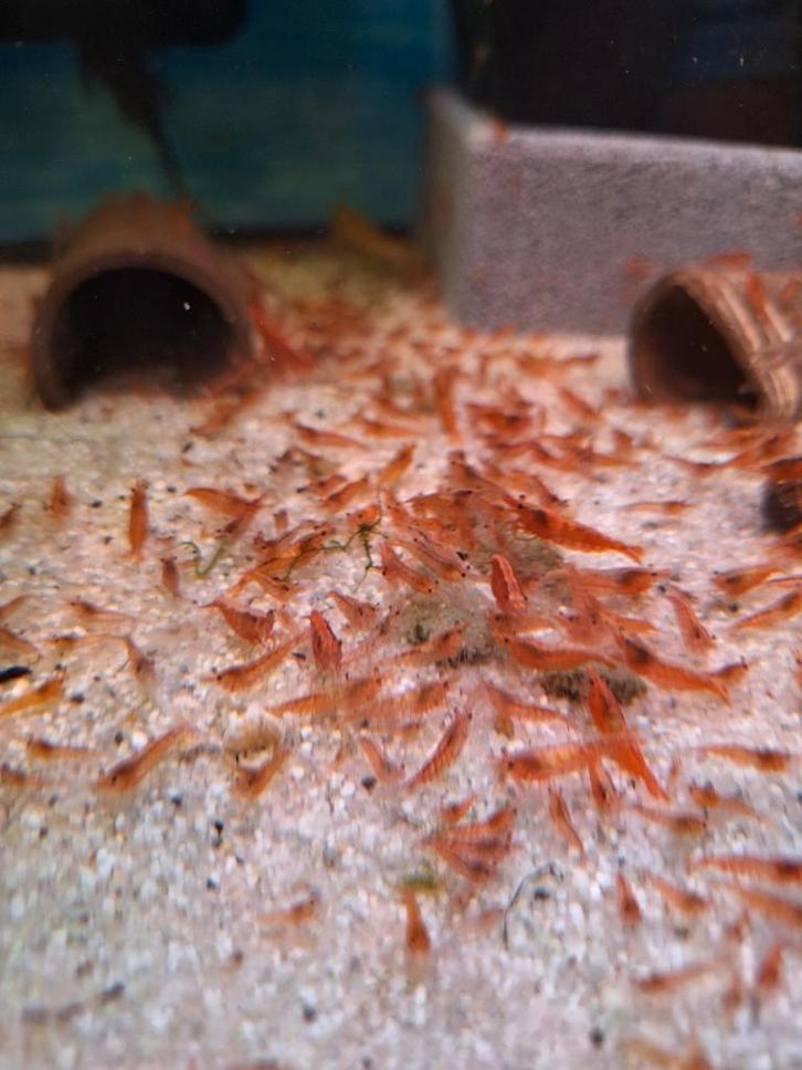 Vuurgarnaal, Dieren en Toebehoren, Vissen | Aquariumvissen, Zoetwatervis, Kreeft, Krab of Garnaal, Schoolvis