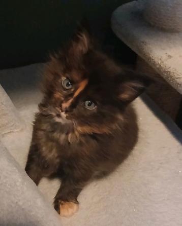 Maincoon kittens nog 1 poesjes van 20-08-2025. beschikbaar voor biedingen