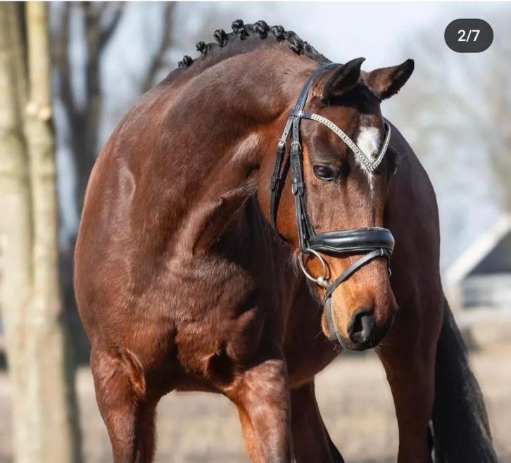 Leuke sport pony van 146, Dieren en Toebehoren, Pony's, Ruin