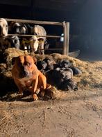 Er zijn nog maar 3 pups te koop!!, Overige rassen, 8 tot 15 weken, Meerdere, Meerdere dieren