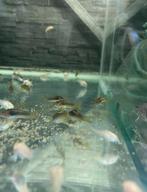 6x Gold lazer corydoras (eigenkweek), Vis, Zoetwatervis, Schoolvis